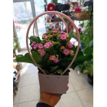 Şık Çantada Kalanşör Çiçeği Şık Çantada Kalanşör Çiçeği